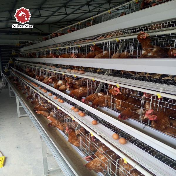 2.15M Length Layer Battery Chicken Cage A Type 3 Tiers