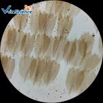 Educational Animal Prepared Microscope Slides 30 Pcs For Middle School