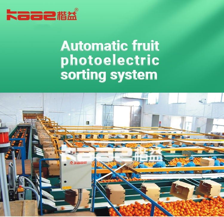 SS304 Automatic Fruit Sorting Machine Roller Sorting Machine 0.75KW
