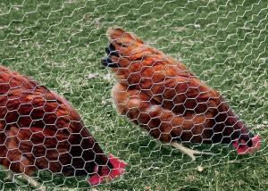 China PVC Coated Galvanized Chicken Wire Mesh 0.5-5.0mm Wire gauge Free Sample on sale