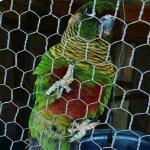 BWG18-22 Hexagonal Wire Mesh Reverse Twist Rabbit Wire Mesh