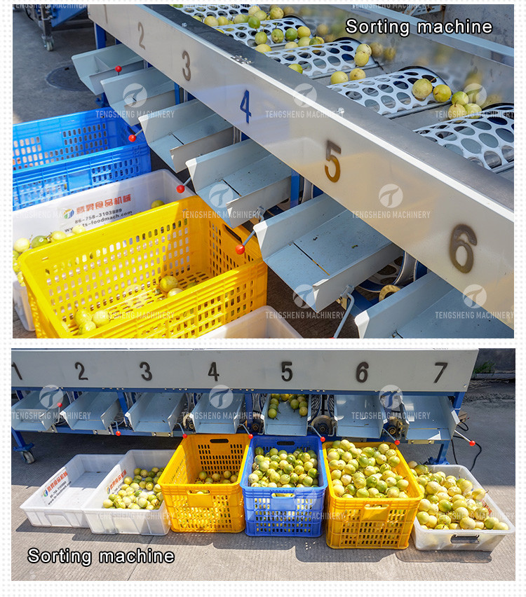 Passion Fruit Bubble Cleaning And Drying Sorting Production Line