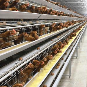 Buy cheap Egg Broiler Chicken Battery Cage System Fully Automatic Feeding System 65 X 60 X 50 Cm product