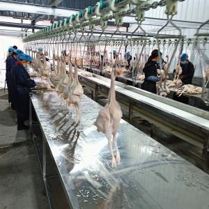 Buy cheap 3000Birds / H Poultry Chicken Slaughter Line House 380V Stainless Steel product