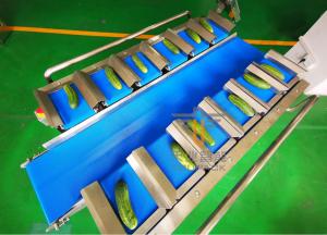 Buy cheap Cucumber PLC 12 Belt Fruit Multihead Weigher product