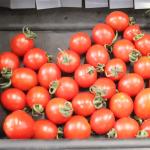 PLC Control 380V Automatic Sorting Machine For Cherry Tomato