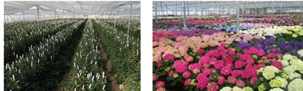 Ecuador Roses Diy Preserved Rose Head Gold Covered Roses rose gold rose