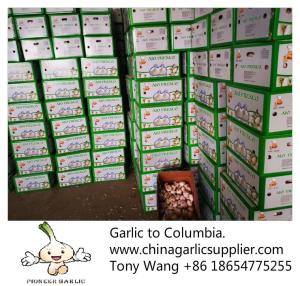 Buy cheap 2019 China garlic to Columbia. new crop with good price. product
