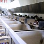 1500kg/H 6kW Chestnut Grader Sorter With High Sorting Accuracy Of 99.9%
