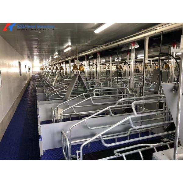 Customized Piggery Farm Equipment Fully Automatic Pig Wet Dry Feeder