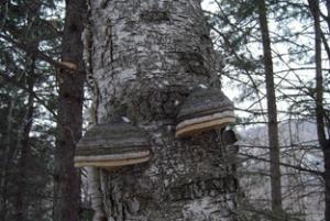 China health care products chaga mushroom extract on sale