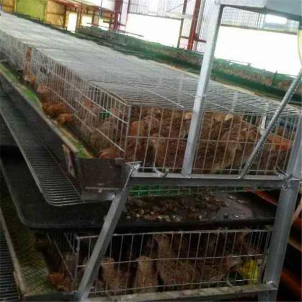 Quality 6 Tiers 24 Cell Quail Egg Laying Cages Anti Rust Farming use for sale