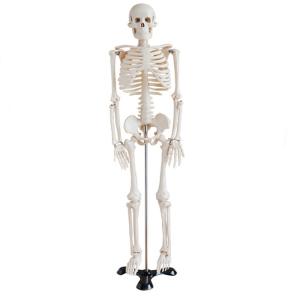 China 5' 6 Life Size Human Skeleton Anatomy Model For Medical Skeleton Education on sale