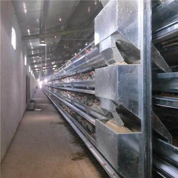 Quality Smooth Running Automatic Poultry Feeder System High Degree Efficiency For Farm for sale