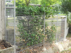 BRC Mesh Fence Panels, Roll Top Available in Hot Dipped Galvanized Powder Coated etc, Top and Bottom Triangle Mesh Fence