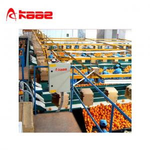 China Automatic Industrial Mango Fruit Sorting Machine Grading Machine Shape Grading on sale