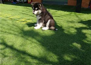 Buy cheap High Standard Artificial Grass Turf In Green With Brown 4-Tone Color Synthetic Turf product