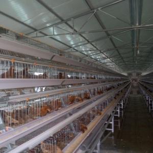 China 96 Birds Chicken Farm Poultry Cage With Ventilation Cooling System on sale