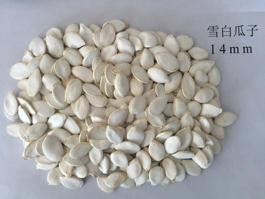 Quality Snow White 99% Purity Pumpkin Seed Pumpkin Seeds Also Have Certain Effect On Gout for sale