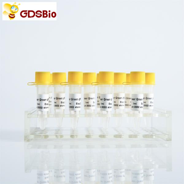 Quality Power Green QPCR Mix Low ROX+ for ABI roche Real Time PCR for sale