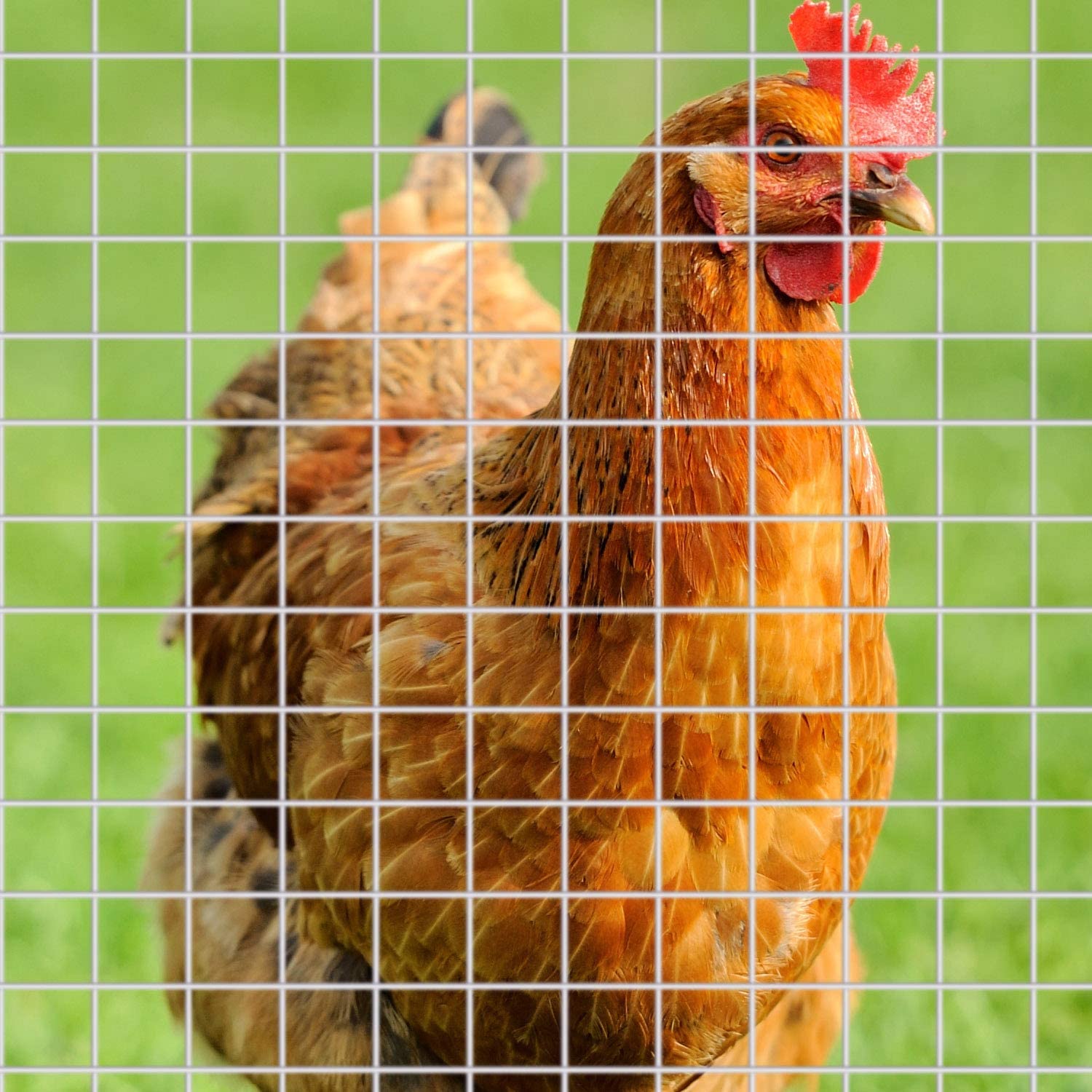 Low Price Guaranteed Quality Wire Mesh Roll Product welded wire mesh 3' 4' 16 gauge Farm Fence Roll