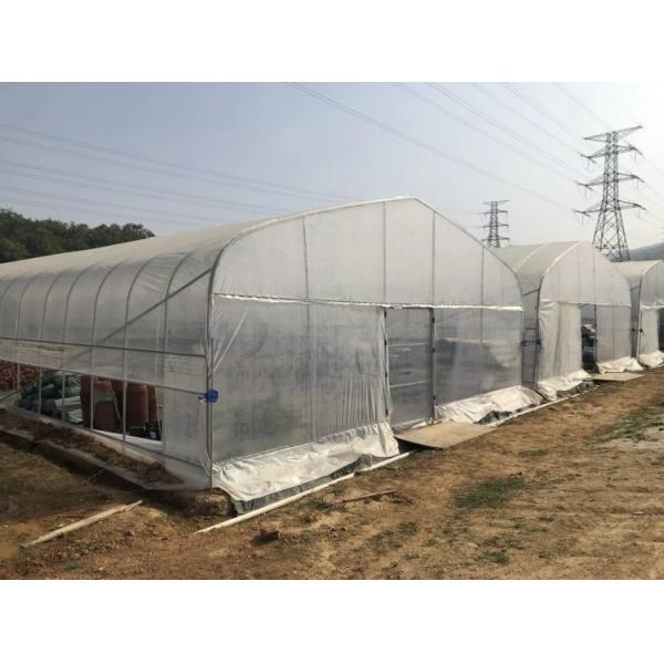 Hot Dip Galvanized Pipe High Tunnel Greenhouse Customizable Agriculture Greenhouse