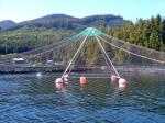 HDPE PE Material Anti Bird Net / Bird Control Netting Customized Length