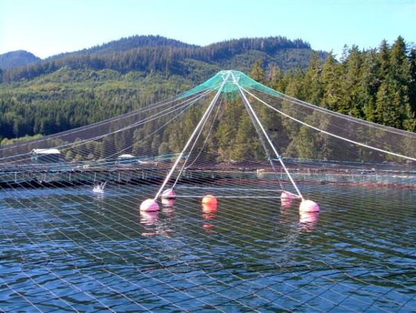 Quality HDPE PE Material Anti Bird Net / Bird Control Netting Customized Length for sale