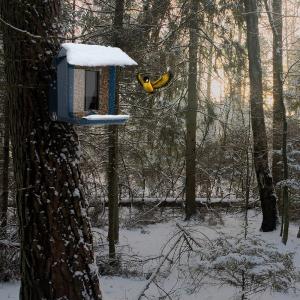 China HD 1080P Bird Feeder With Video Camera Wireless Outdoor 400mAh Solor Panel on sale