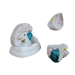 China Life Size Human brain 3d model anatomy 3 Part For Science Display Teaching on sale