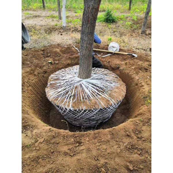 tree mover machine price manufacturer address how much money, tree digging machine moving tree machine manufacturer