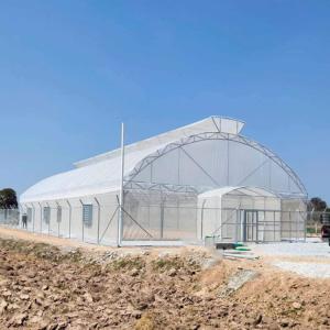 Umbrella Galvanized Greenhouse Frames Single Span Tropical Tunnel Automatic Vent