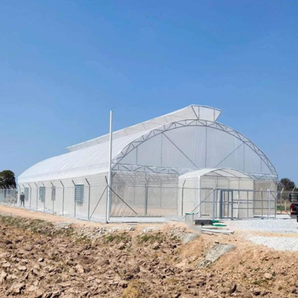 Quality Umbrella Galvanized Greenhouse Frames Single Span Tropical Tunnel Automatic Vent for sale