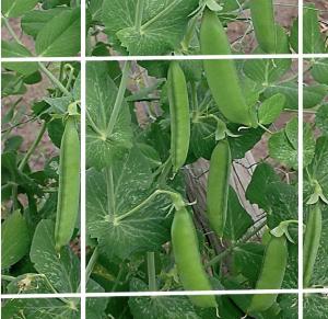 Extruded Plant Support Netting 8gsm For Agriculture Farm , Flower Or Bean
