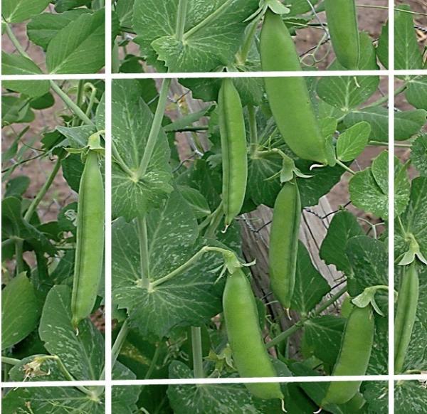 Quality Extruded Plant Support Netting 8gsm For Agriculture Farm , Flower Or Bean for sale