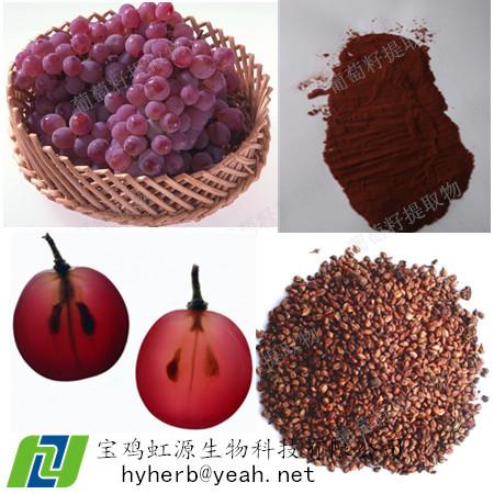 Quality Best Grape Seed Extract OPC 95% for sale