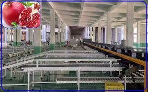 Buy cheap High Speed Pomegranate Sorting Machine 2 Channel Intelligent For Size And Breakage product