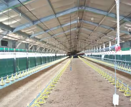 High Strength Steel Structure Poultry House Farm Building ISO9001 Certificate