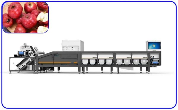 Quality Red Dates Automatic Grading Machine for sale