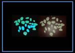 Luminescent Glaze Cobble Stone /Glow In The Dark Pebble