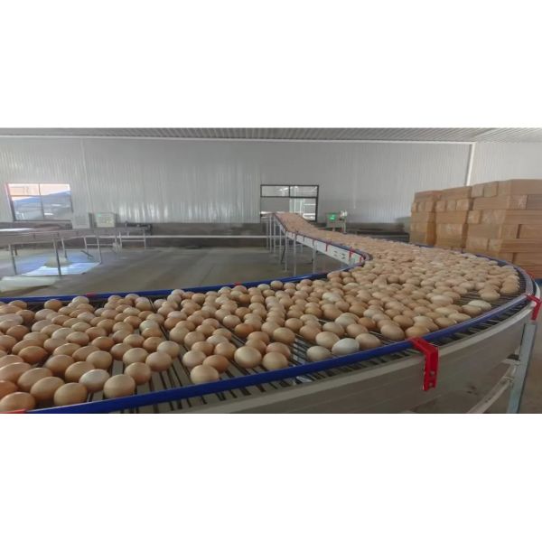 High Quality Full Automatic Poultry House Machinery with Corrosion Resistant Hot Dip Galvanised Steel and Automatic Feeding System