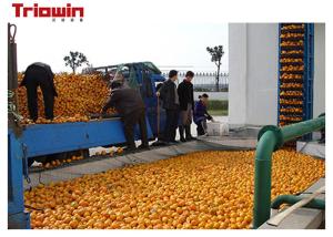Fresh Orange Juice Processing Equipment , Fruit Juice Making Machine With Fruit Grading