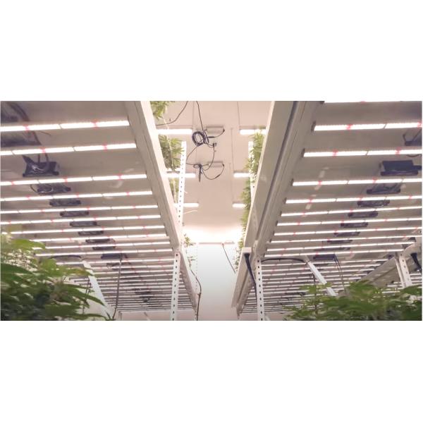 3.1umol/J 3500k Plant Grow Lights For Marijuana