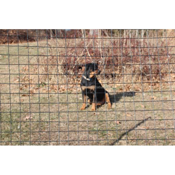 Square or Rectangle Hole Zinc Coated Wire Mesh Galvanized Bird Cage for Fence Mesh