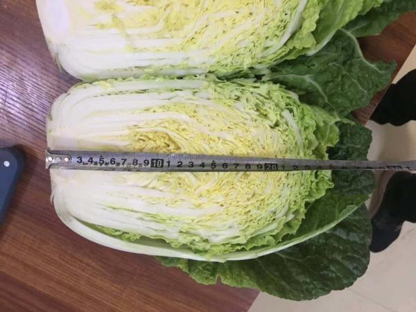 Quality Good Taste Flathead Cabbage / Improve Digestion Early Round Dutch Cabbage for sale