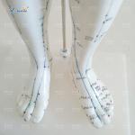 Medical Model Acupuncture Human Body Model for Teaching Mode