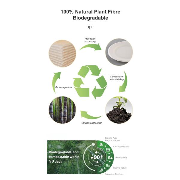 Eco Friendly Square Food Pulp Plate With Lid OEM ODM Available