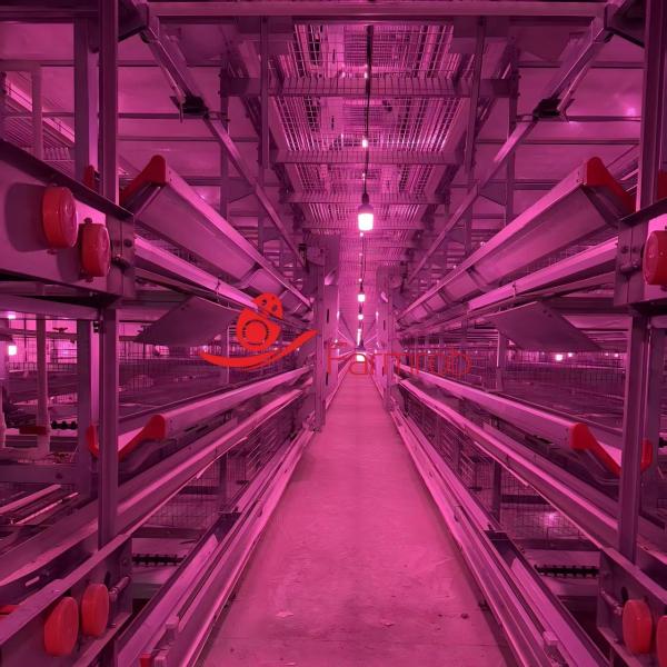 Quality Smart Layer Chicken Cage System Energy-Saving for High-Intensive Farms for sale