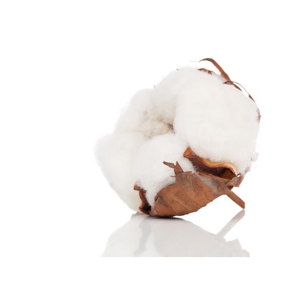 Ultra Breathable Cotton Panty Liners 155cm for Daily by Women Mini Pad Function Day