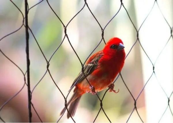 Quality Bird Aviary Wire Mesh , Macaw Parrot Aviary Rope Mesh Protective Cage Enclosure Balcony for sale